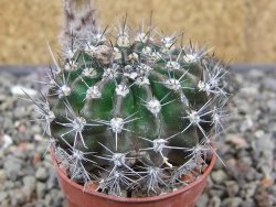 Echinopsis hybrid květináč 5,5 cm - 12413694