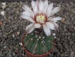 Gymnocalycium vatteri, pot 5,5 cm