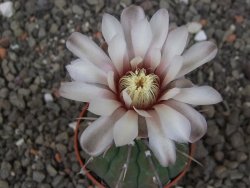 Gymnocalycium vatteri, pot 5,5 cm - 12413696