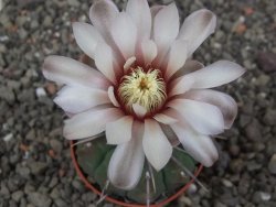 Gymnocalycium vatteri, pot 5,5 cm - 12413697