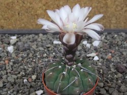 Gymnocalycium vatteri, pot 5,5 cm - 12413698