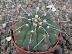 Gymnocalycium vatteri, pot 5,5 cm - 12413699