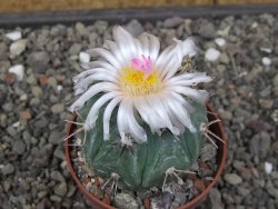 Echinocactus horizonthalonius subikii Ejido Soledad, pot 6,5 cm (šubikii) - 12413700