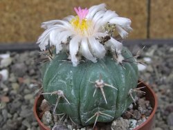 Echinocactus horizonthalonius subikii Ejido Soledad, pot 6,5 cm (šubikii) - 12413704