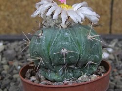 Echinocactus horizonthalonius subikii Ejido Soledad, pot 6,5 cm (šubikii) - 12413705