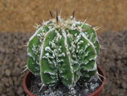 Astrophytum Dinosaur (Fukurio Hannya) květináč 5,5 cm - 12413707