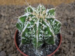 Astrophytum Dinosaur (Fukurio Hannya) květináč 5,5 cm - 12413709