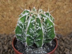 Astrophytum Dinosaur (Fukurio Hannya) květináč 5,5 cm - 12413710