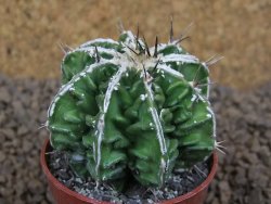 Astrophytum Dinosaur (Fukurio Hannya) květináč 5,5 cm - 12413713