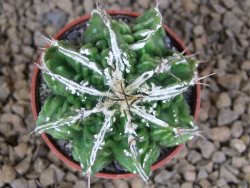 Astrophytum Dinosaur (Fukurio Hannya) květináč 5,5 cm - 12413715