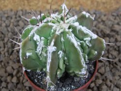 Astrophytum Dinosaur (Fukurio Hannya) květináč 5,5 cm - 12413720