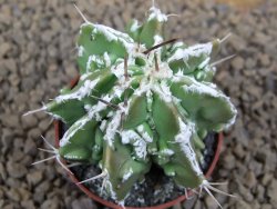 Astrophytum Dinosaur (Fukurio Hannya) květináč 5,5 cm - 12413721
