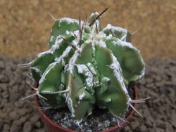 Astrophytum Dinosaur (Fukurio Hannya) květináč 5,5 cm - 12413722