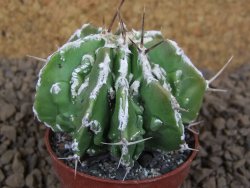 Astrophytum Dinosaur (Fukurio Hannya) květináč 5,5 cm - 12413723