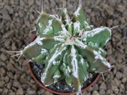 Astrophytum Dinosaur (Fukurio Hannya) květináč 5,5 cm - 12413725