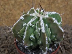 Astrophytum Dinosaur (Fukurio Hannya) květináč 5,5 cm - 12413726