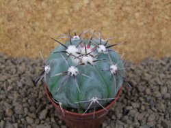 Echinocactus horizonthalonius KMR 22 Entroque Huizache, pot 5,5 cm - 12413727
