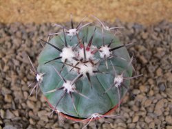 Echinocactus horizonthalonius KMR 22 Entroque Huizache, pot 5,5 cm - 12413729