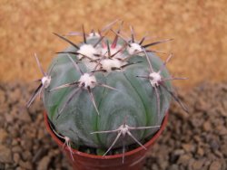 Echinocactus horizonthalonius KMR 22 Entroque Huizache, pot 5,5 cm - 12413730
