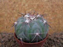 Echinocactus horizonthalonius KMR 22 Entroque Huizache, pot 5,5 cm - 12413731