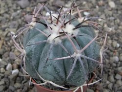 Echinocactus horizonthalonius květináč 5,5 cm - 12413733