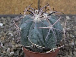 Echinocactus horizonthalonius květináč 5,5 cm - 12413735