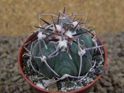 Echinocactus horizonthalonius La Apples, pot 5,5 cm - 12413737