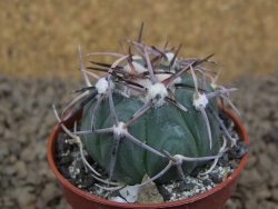 Echinocactus horizonthalonius La Apples, pot 5,5 cm - 12413738