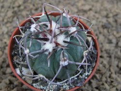 Echinocactus horizonthalonius La Apples, pot 5,5 cm - 12413739
