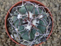 Echinocactus horizonthalonius La Apples, pot 5,5 cm - 12413740