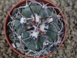 Echinocactus horizonthalonius La Apples, pot 5,5 cm - 12413742