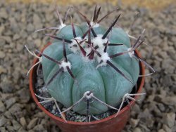 Echinocactus horizonthalonius La Apples, pot 5,5 cm - 12413744