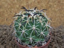 Coryphantha tripugionacantha PP1012 Tepetatita Zac. pot 5,5 cm - 12413754