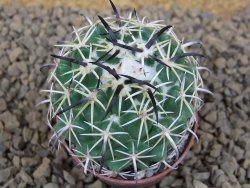 Coryphantha tripugionacantha PP1012 Tepetatita Zac. pot 5,5 cm - 12413755