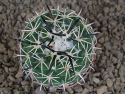 Coryphantha tripugionacantha PP1012 Tepetatita Zac. pot 5,5 cm - 12413756