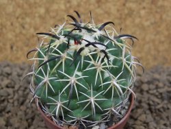 Coryphantha tripugionacantha PP1012 Tepetatita Zac. pot 5,5 cm - 12413757