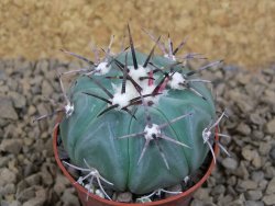 Echinocactus horizonthalonius KMR 22 Entroque Huizache, pot 5,5 cm - 12413758