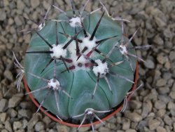 Echinocactus horizonthalonius KMR 22 Entroque Huizache, pot 5,5 cm - 12413761
