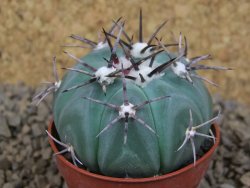 Echinocactus horizonthalonius KMR 22 Entroque Huizache, pot 5,5 cm - 12413763