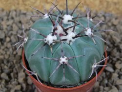 Echinocactus horizonthalonius KMR 22 Entroque Huizache, pot 5,5 cm - 12413764