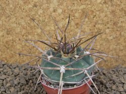 Gymnocalycium armatum LH 1431 Pajcho centro Tarija, květináč 5,5 cm - 12413767