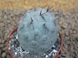 Tephrocactus geometricus květináč 5,5 cm - 12413771