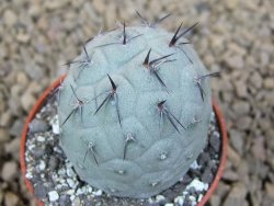 Tephrocactus geometricus květináč 5,5 cm - 12413773
