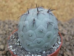 Tephrocactus geometricus květináč 5,5 cm - 12413775