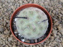 Tephrocactus geometricus květináč 5,5 cm - 12413780