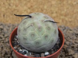 Tephrocactus geometricus květináč 5,5 cm - 12413781