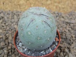 Tephrocactus geometricus květináč 5,5 cm