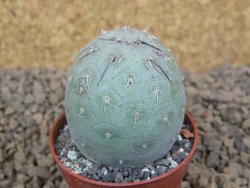 Tephrocactus geometricus květináč 5,5 cm - 12413785