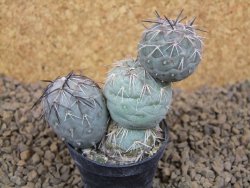 Tephrocactus geometricus květináč 5,5 cm