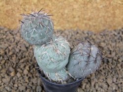 Tephrocactus geometricus květináč 5,5 cm - 12413790